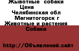 Жывотные  собаки › Цена ­ 15 000 - Челябинская обл., Магнитогорск г. Животные и растения » Собаки   